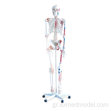 Ανθρώπινος σκελετός με χρωματιστό μυϊκό